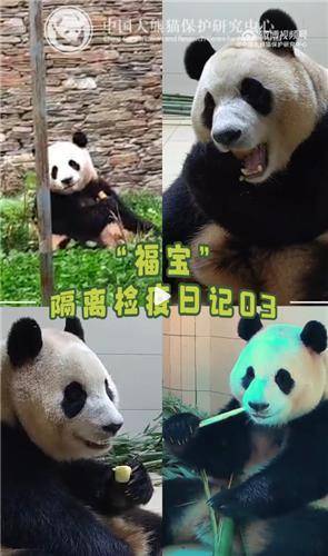 [중국판다보호연구센터 웨이보 캡처]
