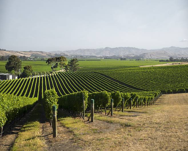 말보로 포도밭. 뉴질랜드와인협회