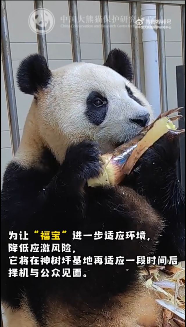 중국 자이언트 판다 보존연구센터 공식 웨이보가 1일 푸바오의 격리, 검역생활을 공개했다. 웨이보 캡쳐