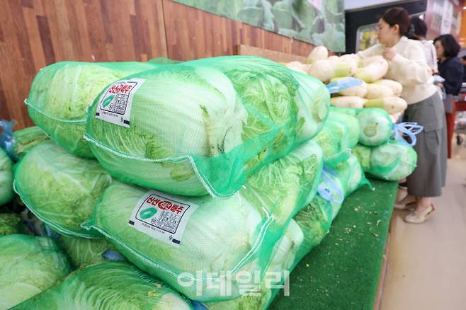 한국농수산식품유통공사가 이달 하순부터 배추 가격이 하향 전환할 것으로 내다봤다.(사진=뉴스1)