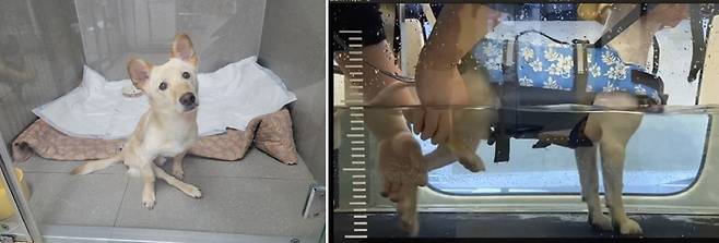 (왼)후지 마비가 된 둥둥이 (오)줄기세포 치료와 수중 재활 훈련을 받는 중인 둥둥이/사진=동물권행동 카라 제공