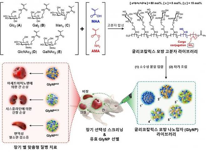 장기 선택적 인공 탄수화물 나노입자 선별 및 평가 모식도. KAIST