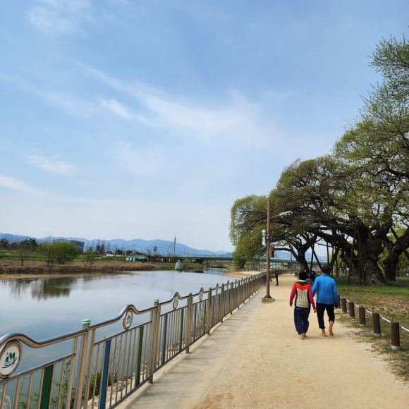 ‘별고을’은 경북 성주군에는 이천(伊川) 강변 옆으로 거대한 왕버들나무가 즐비해  산책을 즐기기 좋다.