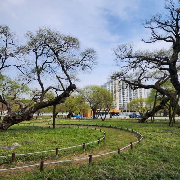 성밖숲은 52그루의 왕버들로만 구성된 단순림이다. 성주군은 오는 16~19일 성밖숲에서 ‘2024 성주참외&생명문화축제’를 개최한다.