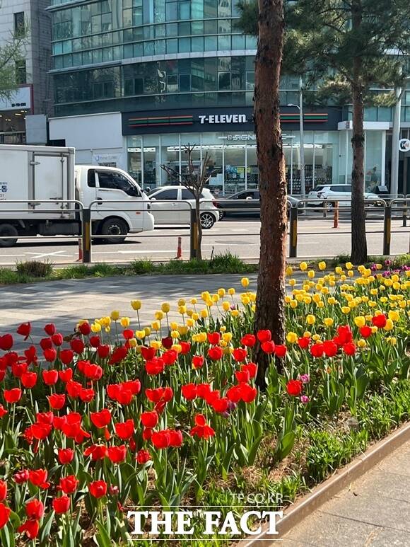 서울 도심 출퇴근길 도로변이 알록달록한 꽃들로 물들며 시민들의 반응이 뜨겁다. /독자 제공
