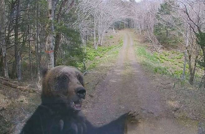지난 28일 일본 홋카이도 한 도로에 출몰한 야생곰/교도통신 유튜브