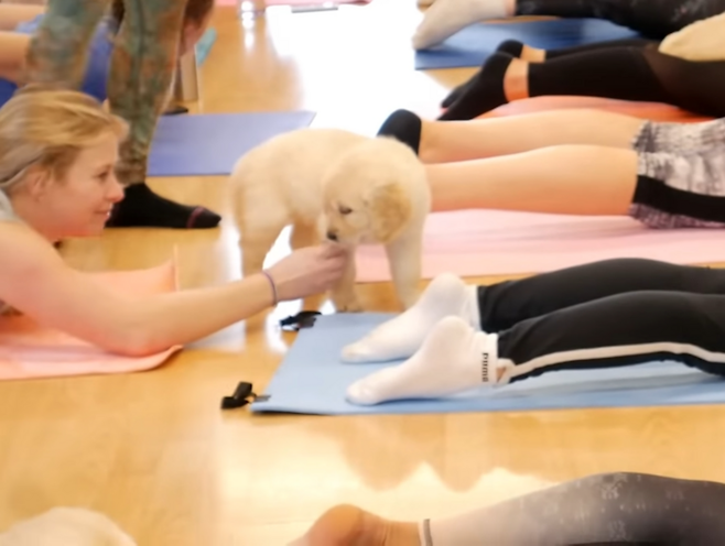 이탈리아 정부가 ‘강아지 요가’ 또는 ‘도가’(doga, dog+yoga)로 불리는 개 동반 요가 수업에 강아지가 동반되는 것을 금지했다. [사진 출처 = 유튜브 채널 ‘pets yoga’ 캡처]