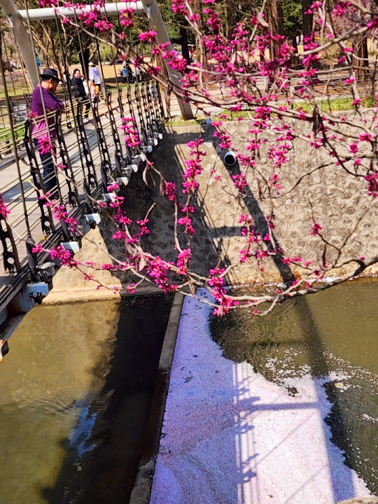 국립서울현충원 내 현충천구름다리를 건너는 시민들이 현충천에 흘러내린 분홍빛 수양？꽃과 그 위의 진홍빛 박태기꽃을  넋을 잃고 바라보고 있다. 4월9일 촬영