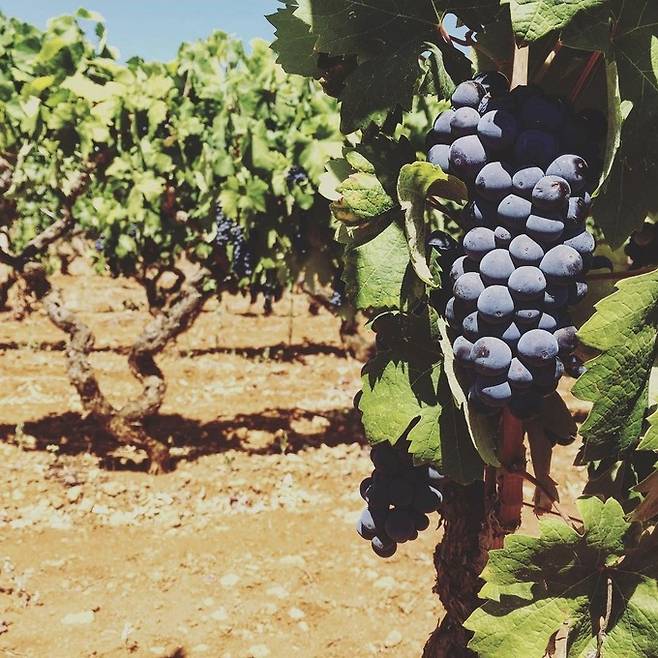 네그로아마로 올드바인.&nbsp;인스타그램