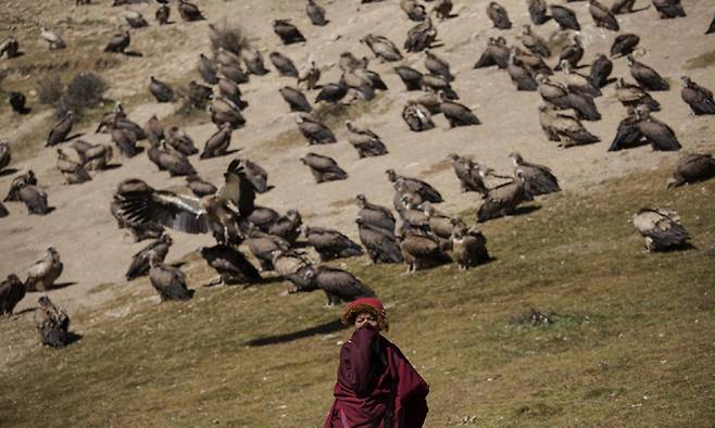 지난 2015년 10월 31일 중국 쓰촨성 티베트자치주 라룽 계곡 인근에서 한 티베트 불교 승려의 뒤로 시체를 먹기 위해 독수리떼가 날아들고 있다. 아바=로이터연합뉴스