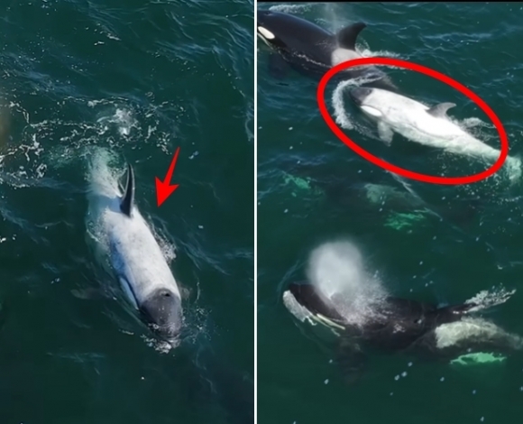 미국 현지시간으로 4월 29일 캘리포니아 뉴포트비치 해안에서 목격된 흰범고래