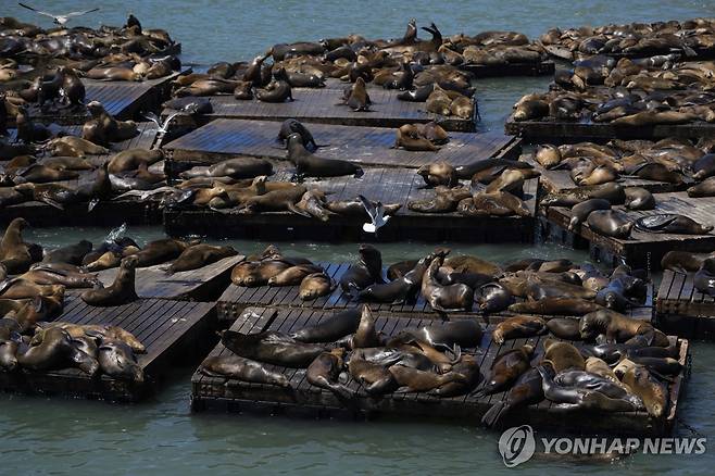 샌프란시스코 제39 부두에 모인 바다사자들 (샌프란시스코 AP=연합뉴스) 2일(현지시간) 미국 샌프란시스코항 제39 부두에 모여든 바다사자떼. 2024.5.2