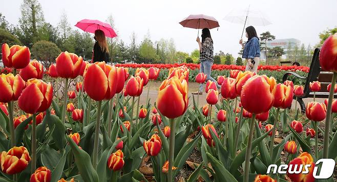 5일 대전·충남엔 새벽부터 서해안에서 비가 내리기 시작해 오전에는 전 지역으로 확대되겠다. 대전 유성구 유림공원에 핀 튤립 사이로 시민들이 우산을 쓰고 지나고 있다. /뉴스1 ⓒ News1 김기태 기자