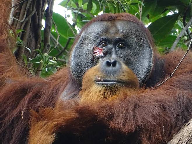 인도네시아 국립공원에 사는 수마트라 오랑우탄 '라쿠스'. 얼굴에 다른 수컷과 싸우다 생긴 것으로 추정되는 상처가 있다. 사진=막스 플랑크 동물 행동 연구소