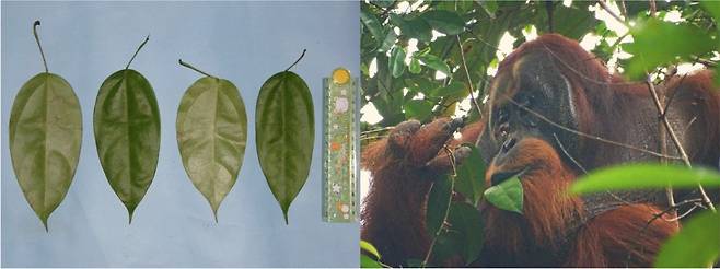 인도네시아 국립공원에 사는 수마트라 오랑우탄 '라쿠스'가 약초 '아카르 쿠닝'(왼쪽)을 먹는 모습. 사진=막스 플랑크 동물 행동 연구소