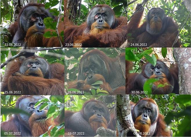 인도네시아 국립공원에 사는 수마트라 오랑우탄 '라쿠스'. 얼굴에 입은 상처가 한달 여 만에 나았다. 사진=막스 플랑크 동물 행동 연구소