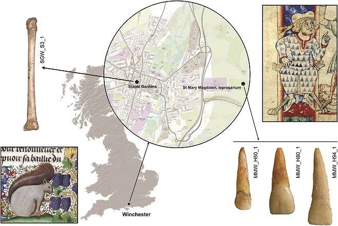 중세 영국 윈체스터시의 모피 공방터에서 나온 붉은 다람쥐 뼈(왼쪽)와 한센병 환자 병원에서 나온 인간 발가락뼈(오른쪽). 유전자를 분석했더니 같은 한센균이 나왔다. 왼쪽 아래는 15세기 책에 그려진 다람쥐이며 오른쪽 위는 12세기 책에서 다람쥐 모피로 안감을 댄 옷을 입은 인물./Current Biology
