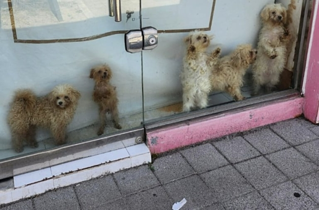 경북 포항의 한 폐업한 펫숍에 동물이 방치됐다는 의혹에 대해 포항시가 조사에 나섰다. [연합]