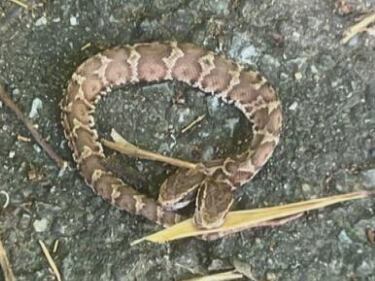 일본 후쿠오카현 기타큐슈 지역에서 발견된 머리 2개 달린 뱀./RKB마이니치방송