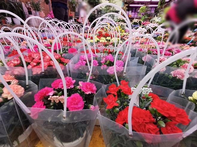 8일 양재 꽃시장의 카네이션들/사진=오석진 기자