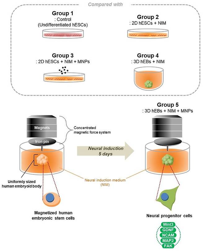 [서울=뉴시스] 자성나노입자 기반 3차원 인간배아세포체 크기조절 및 신경분화유도 증진. (사진=한양대 제공) *재판매 및 DB 금지