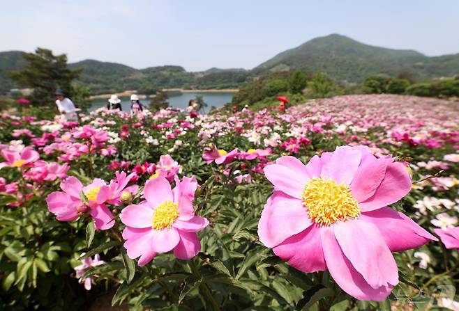 전북자치도 임실군 옥정호에 5월을 대표하는 작약꽃이 개화를 시작하면서 아름다운 모습을 선사하고 있다.(임실군제공)2024.5.9/뉴스1 ⓒ News1 김동규 기자