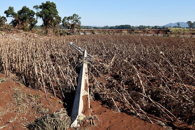 폭우로 큰 피해를 입은 브라질의 옥수수 밭. /로이터 연합뉴스
