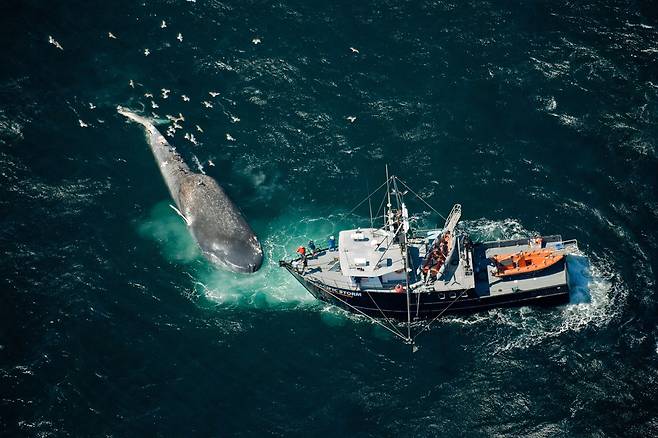 미국 오리건 주립대 연구진이 2014년 선박과 충돌해 죽은 대왕고래 사체를 조사하고 있다./미 오리건 주립대