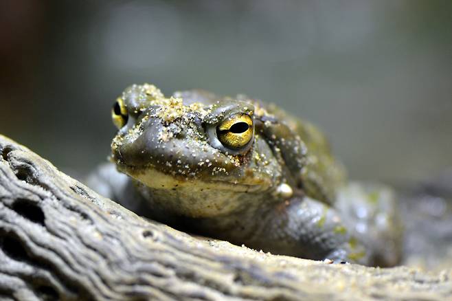 콜로라도강 두꺼비. 미국 과학자들이 두꺼비 독으로 우울증과 불안을 치료할 수 있다는 사실을 확인했다./위키미디어
