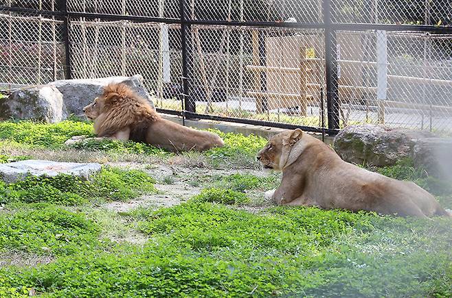 충북 청주동물원 야생동물 보호시설에서 휴식을 취하고 있는 사자들. (ⓒ뉴스1, 무단 전재-재배포 금지)