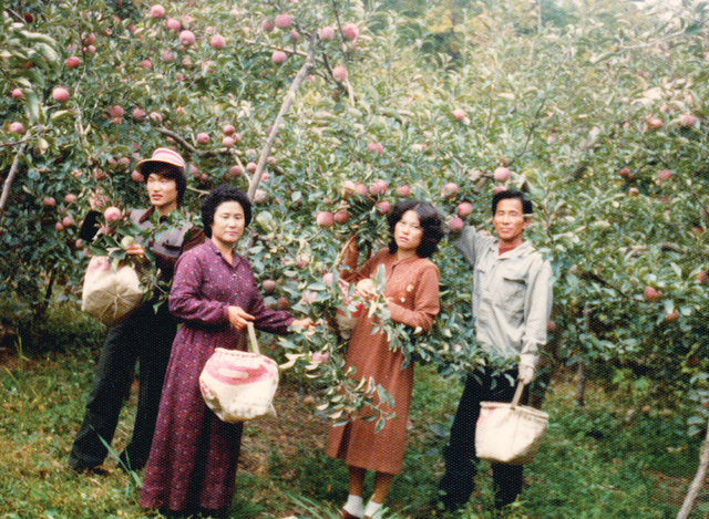 1981년 박용배(왼쪽) 목사의 장인 이재훈(오른쪽) 장로, 장모 김쌍금(왼쪽 두 번째) 전도사, 아내 이경희 사모와 함께 처가집 과수원에서 사과를 수확하는 모습.