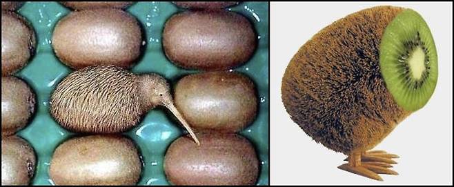 한때 키위새를 다듬어 키위가 만들어진다는 증거(?)로 쓰였던 사진들/사진=온라인 갈무리