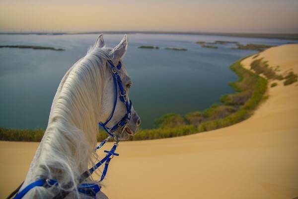 서울 면적(약 605.21㎢)의 1/3에 달하는 알아흐사 오아시스 / 사우디관광청
