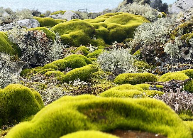 빙하가 녹고 이끼 식물들이 자라난 극지의 모습을 담은 ‘리틀 포레스트’ 작품이 2024년 극지 사진 콘테스트 가작으로 선정됐다. 촬영 이정은 극지연구소 생명과학연구본부 책임연구원, 극지연구소 제공
