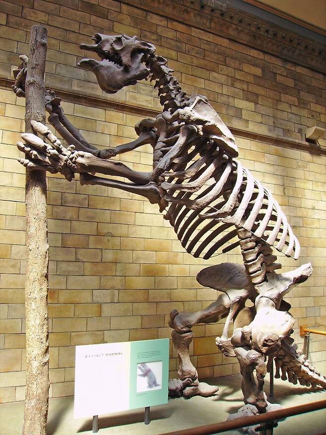 런던자연사박물관의 메가테리움 골격. 공룡이 전시되기 전까지 메가테리움은 이곳 최고 인기 전시물이었다. 런던자연사박물관
