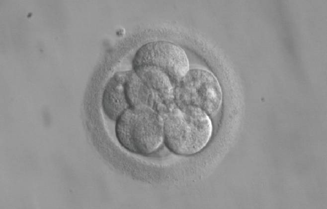 수정된 지 3일 된 배아. [위키피디아]