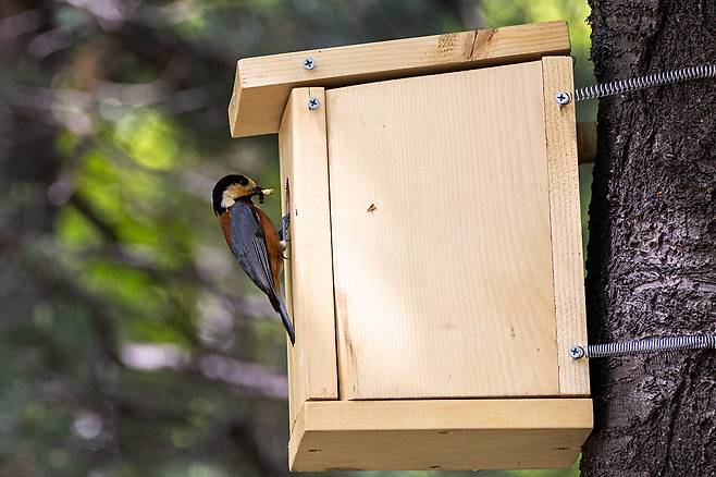 4월23일 어미 곤줄박이가 알을 품고 있는 인공 새집에 아빠 곤줄박이가 먹이를 물어다 주고 있다. ⓒ시사IN 조남진