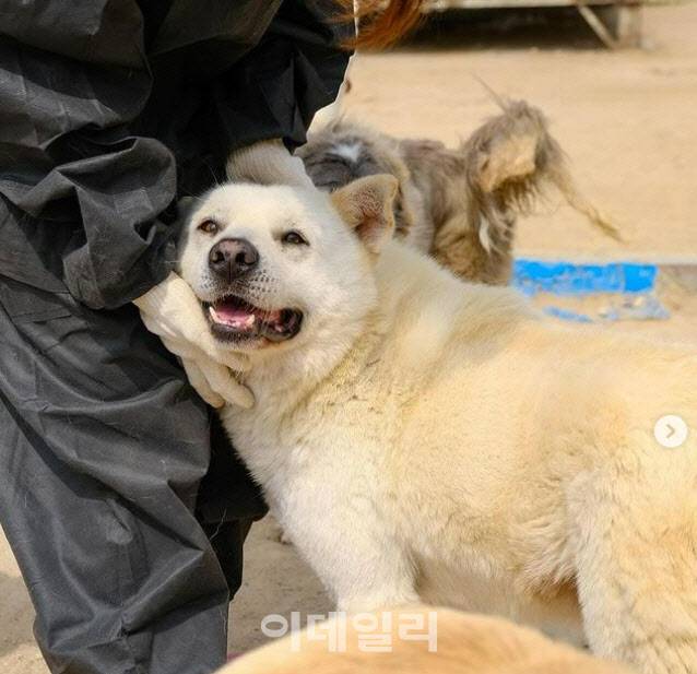 봉사자에게 안겨 있는 유기견숲의 대형견 모습(사진=유기견숲 SNS)