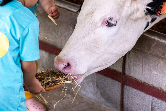 '아그로랜드 태신목장'에서 젖소 먹이주기 체험을 하고 있는 어린이. / 이신영 영상미디어 기자