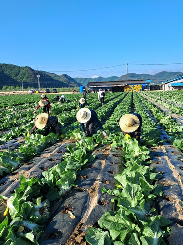 경북 청송에서 농민들이 수확을 포기한 배추를 뽑고 있다