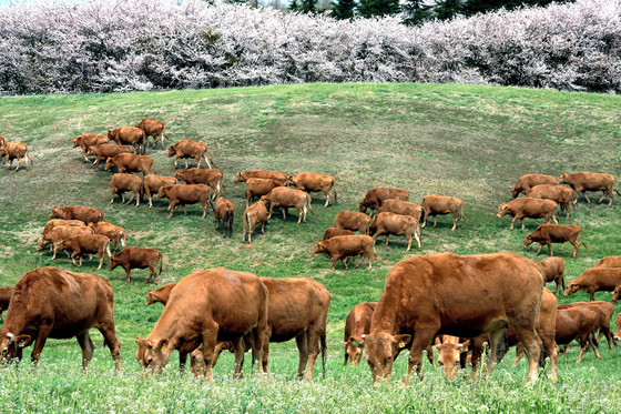 봄을 맞아 초지에 방목된 소들이 풀을 뜯는 모습. 지은이에 따르면 니체는 소들을 부러워하는 동시에 불쌍히 여겼다. [중앙포토]