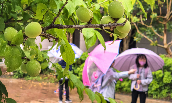 열매가 맺힌 매실나무 아래로 우산을 쓴 어린이들이 지나가고  있다. / 김동하 기자