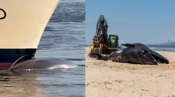 MSC 메라빌리아호 뱃머리에서 긴수염고래의 사체가 발견됐다.
