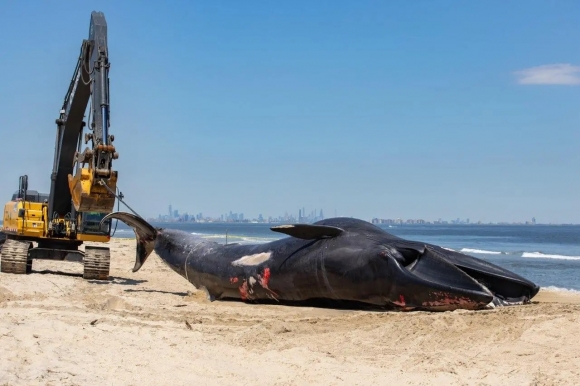 해변으로 인양한 긴수염고래의 사체