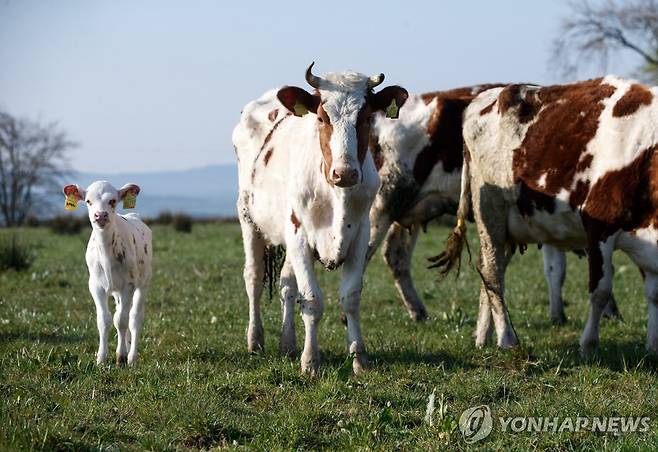 소 농장(기사와 직접 관련 없음) [EPA 연합뉴스 자료사진 재판매 및 DB 금지]