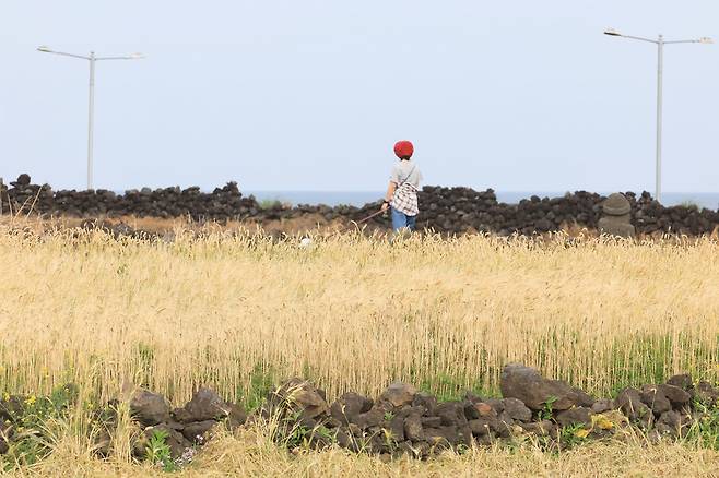 11일 오전 제주시 내도동의 수확을 앞둔 한 보리밭 사이로 한 시민이 산책하고 있다. 연합뉴스