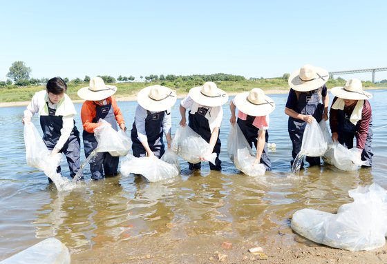 경기도 파주시가 지난 2017년 8월 4일 임진강에서 어민들과 함께 황복 치어를 방류하고 있다. 사진 파주시