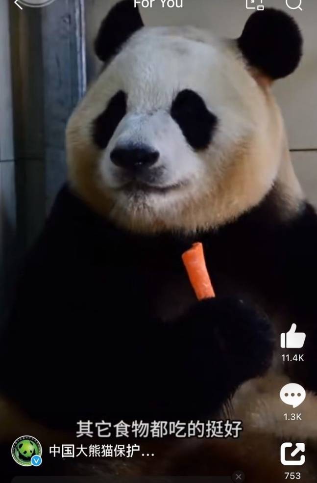 11일 중국 자이언트 판다보호연구센터가 공개한 영상을 캡쳐한 사진으로, 쓰촨성 워룽선수핑기지에서 생활 중인 푸바오가 당근을 먹는 모습/사진=자이언트 판다보호연구센터 웨이보
