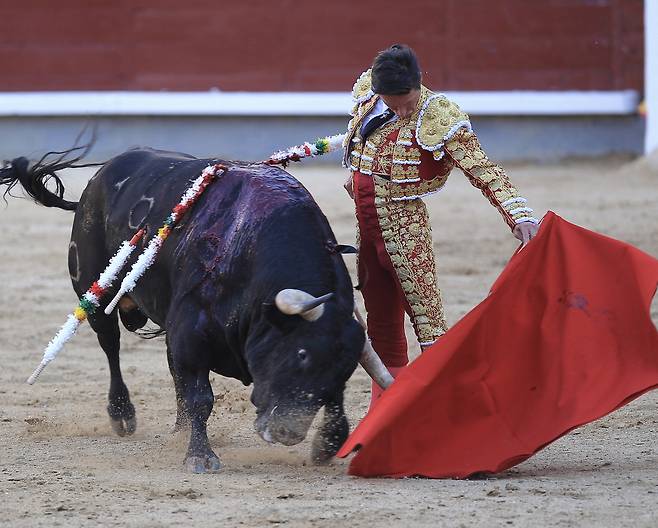 10일(현지시간) 스페인 마드리드에서 열린 산 이시드로 투우 축제에서 투우사가 황소에게 작살을 내리 꽂고 있다. [AFP]