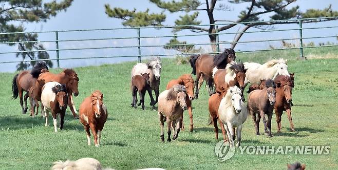 초원 달리는 제주마 (제주=연합뉴스) 제주마방목지에서 천연기념물 347호 제주마들이 방목돼 노닐고 있다. [연합뉴스 자료사진]